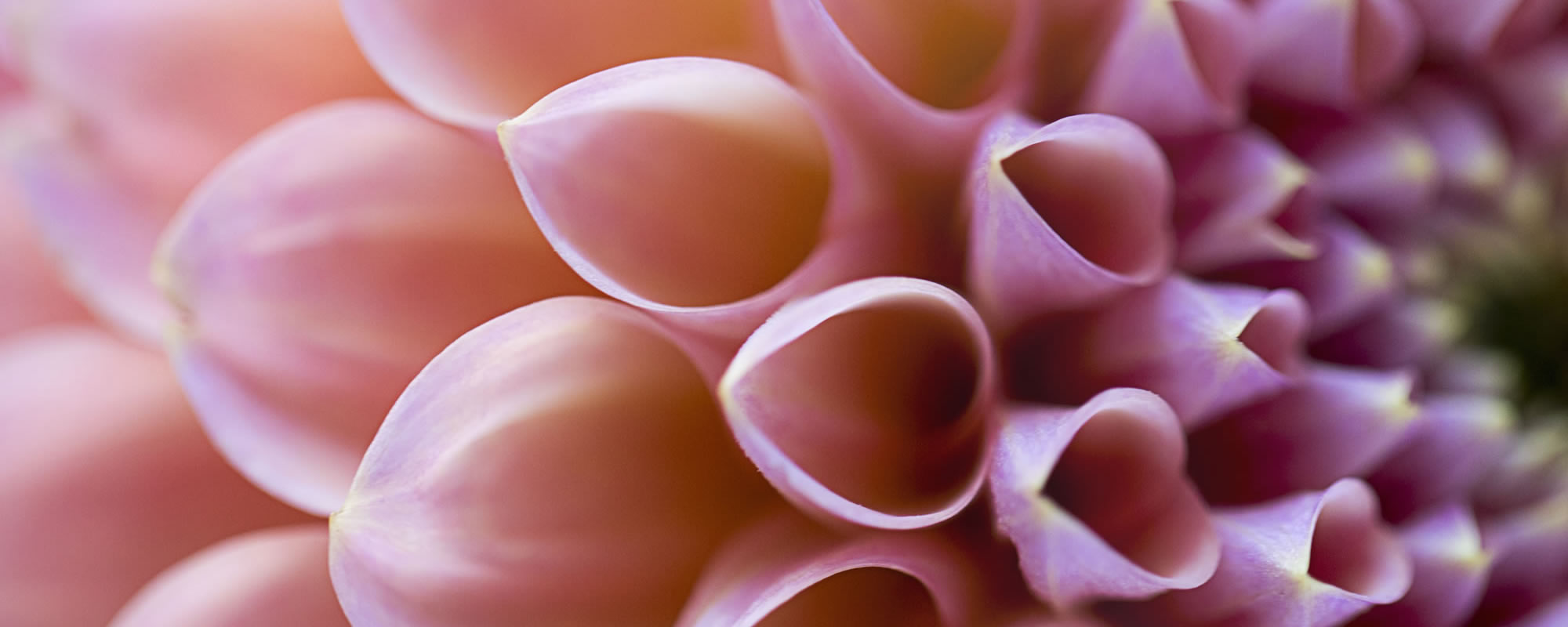 Cerebrum : UPSC CMS PREP